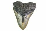 Bargain, Fossil Megalodon Tooth - North Carolina #153120-1
